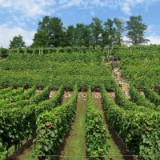 1208F 075 Neckar Weinanbau